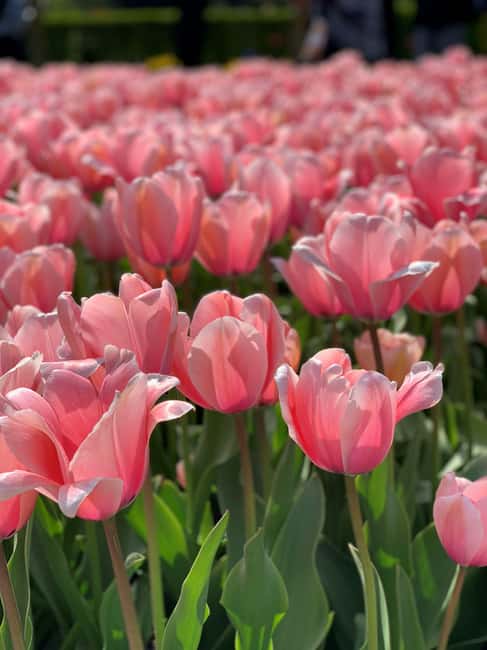 Amsterdam: Keukenhof & FlowerFarm Tour Including Tickets - Experience the Beauty of Keukenhof Gardens with a Private Driver-Host