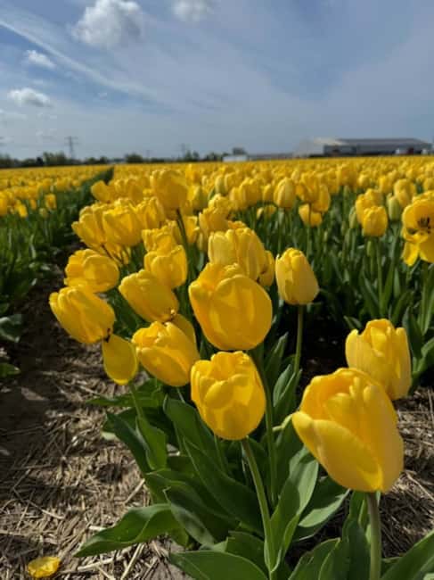 Amsterdam: Keukenhof & FlowerFarm Tour Including Tickets - Key Points