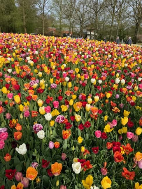 Amsterdam: Keukenhof & FlowerFarm Tour Including Tickets - The Sum Up: An Elegant Day Among Flowers