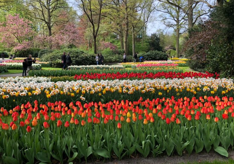 Amsterdam: Keukenhof Tulip Garden and Giethoorn Experience - Limitations and Considerations