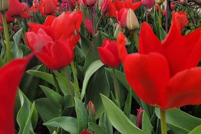 Amsterdam: Keukenhof Tulip Gardens Private Tour - Discover the Vibrant Colors of Keukenhof Tulip Gardens on a Private Tour