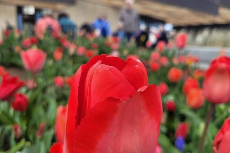 Amsterdam: Keukenhof Tulip Gardens Private Tour - Suitability and Accessibility Considerations
