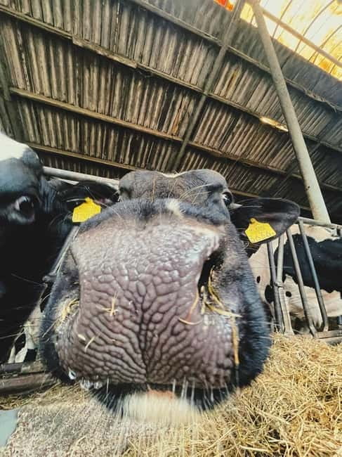 Amsterdam: Leisurely Windmill & Countryside Bike Ride - Practical Details and Booking Flexibility