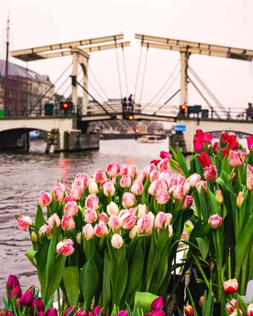 Amsterdam: Premium Tulip Boat Canal Tour - Why This Tour Stands Out from Other Amsterdam Canal Cruises
