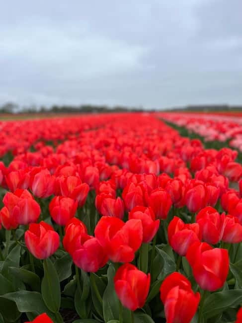Amsterdam: Private Keukenhof and Free Tulip Tour - Key Points