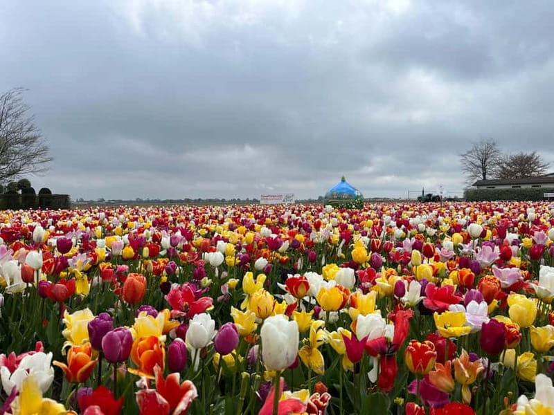 Amsterdam: Private Keukenhof and Free Tulip Tour - Logistics: From Pickup to Drop-Off