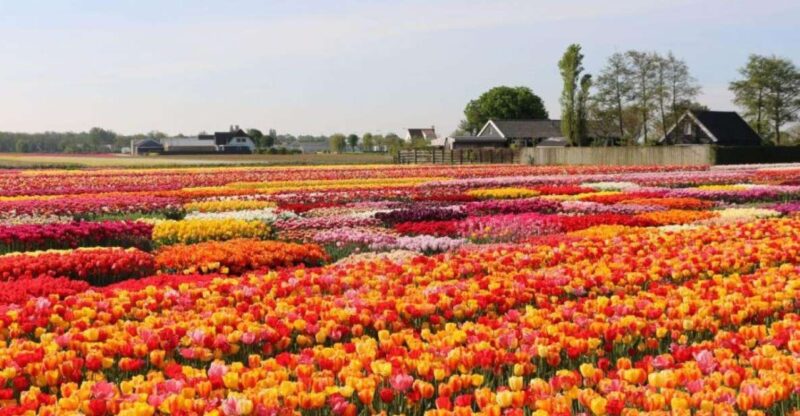 Amsterdam: Private tour Tulips, Keukenhof, Windmill & Cheese - Zaanse Schans: Traditional Dutch Windmills and Craft Demonstrations