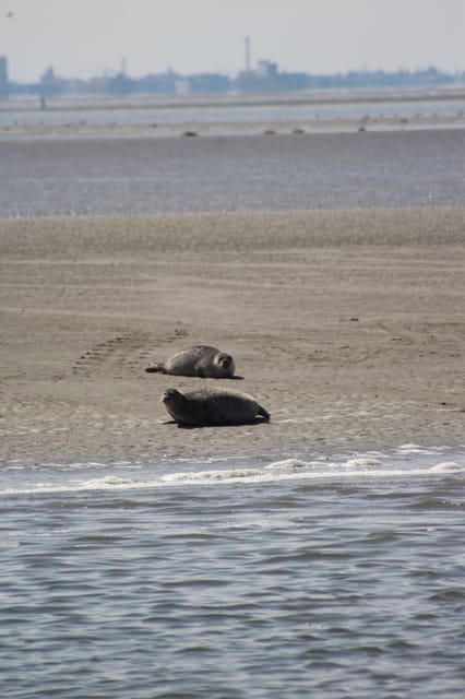 Amsterdam: Seal Safari at Waddensea UNESCO Site - Discover the UNESCO Waddensea and Seal Watching in North Holland