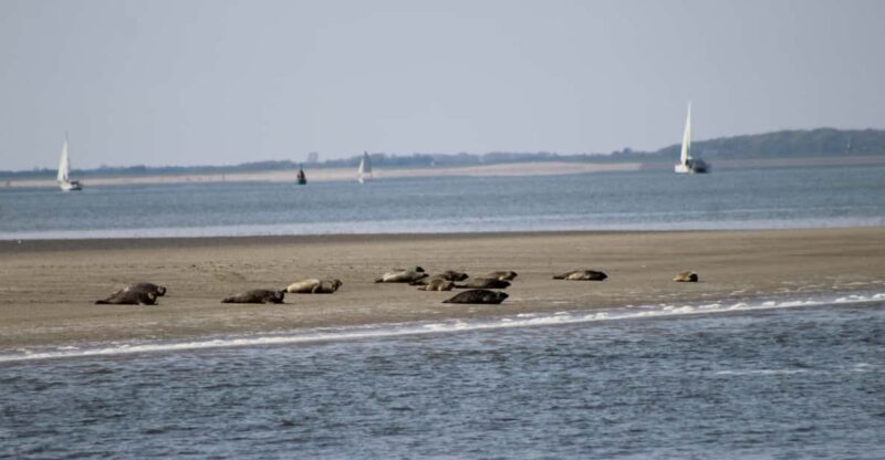 Amsterdam: Seal Safari at Waddensea UNESCO Site - Key Points