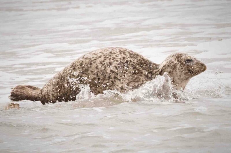 Amsterdam: Seal Safari at Waddensea UNESCO Site - Exploring the Waddensea by Boat: Seal and Bird Watching