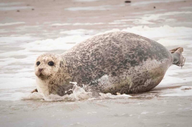Amsterdam: Seal Safari at Waddensea UNESCO Site - Free Time in Medemblik: A Historic Fishing Village