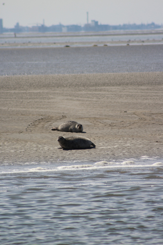 Amsterdam: Seal Safari at Waddensea UNESCO Site - Logistics: Easy Pickup and Inclusive Extras