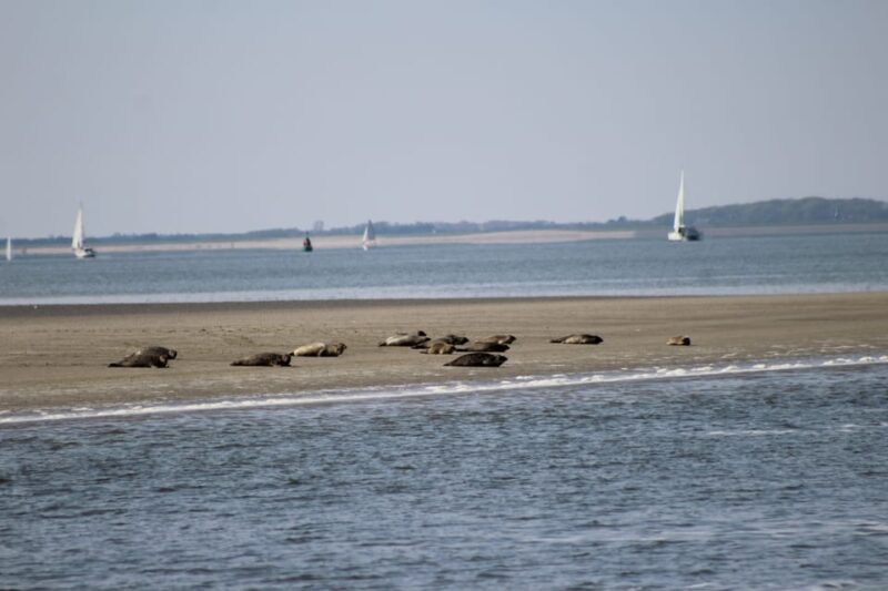 Amsterdam: Seal Safari at Waddensea UNESCO Site - What to Bring and Practical Tips