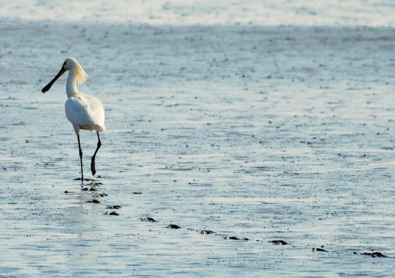 Amsterdam: Seal Safari at Waddensea UNESCO Site - The Experience and Reviews: Highlights and Considerations