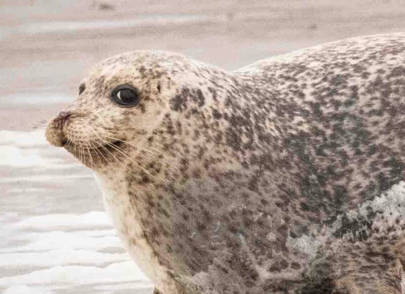 Amsterdam: Seal Safari at Waddensea UNESCO Site - The Sum Up: A Thoughtful Day of Nature and Culture