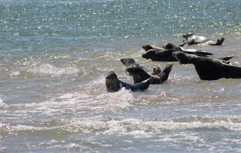 Amsterdam: Seal Safari at Waddensea UNESCO Site - Frequently Asked Questions