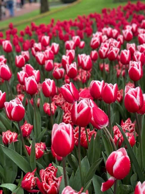 Amsterdam to Keukenhof & Zaanseschans: Private Tour - Frequently Asked Questions