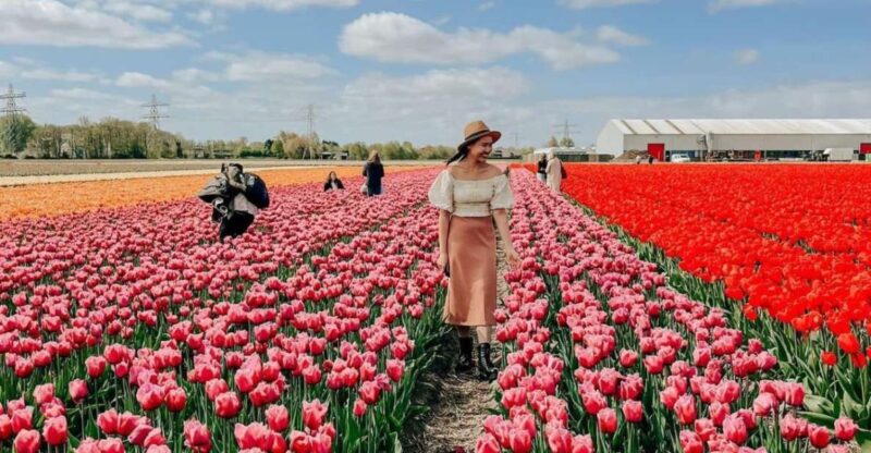 Amsterdam: Tulip Farm Visit, Keukenhof, and Windmill Cruise - Detailed Itinerary and Stops Breakdown