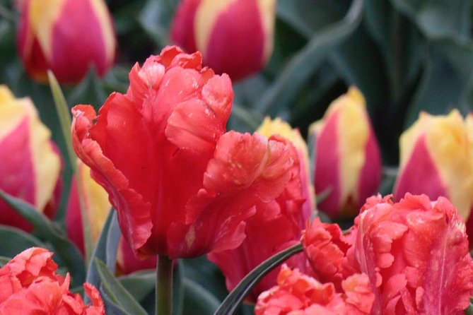 Amsterdam TulipFields of Holland Tour - Exclusive Access to Hybrid Tulip Fields