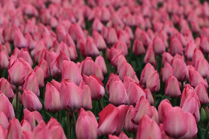 Amsterdam TulipFields of Holland Tour - Small Group Dynamics and Personal Attention