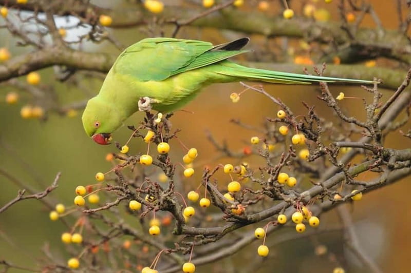 Amsterdam: Ultimate City Park Tour - Why This Tour Fits Certain Travelers Best