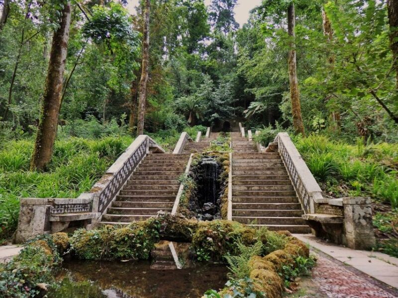 An adventure through the Forest and Palace of Bussaco - Coim - The Significance of Bussaco’s Biodiversity and Primitive Forest