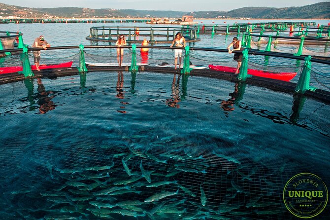 An Unforgettable Day With Fish, Wine and Olive Oil Tasting - Food and Drink: Authentic Slovenian Coastal Flavors