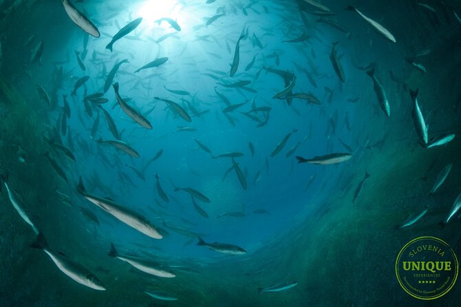 An Unforgettable Day With Fish, Wine and Olive Oil Tasting - Booking and Cancellation Policy