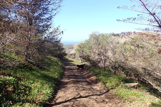 Ana Ferreira Caves & Peaks Trekking - Perfect for Adventure and Nature Enthusiasts on Porto Santo