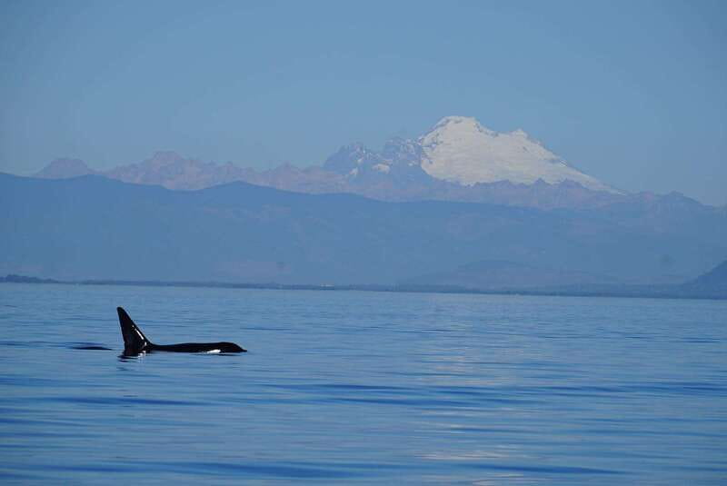 Anacortes: Orca Whales Guaranteed Boat Tour near Seattle - Discover the Chance to See Orcas in the Wild for $179