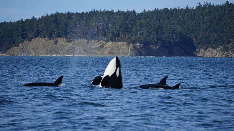 Anacortes: Orca Whales Guaranteed Boat Tour near Seattle - The Focus on Bigg’s Orca Whales