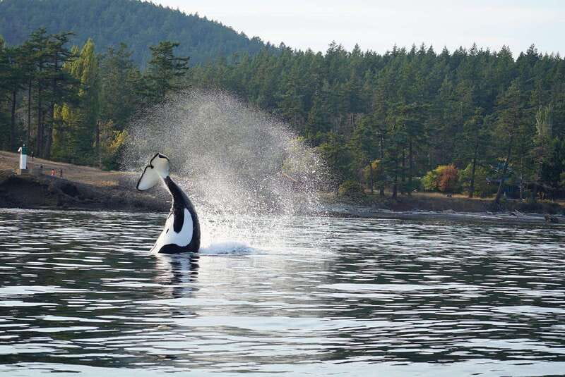 Anacortes: Orca Whales Guaranteed Boat Tour near Seattle - The Reviews: Insights into the Tour Experience