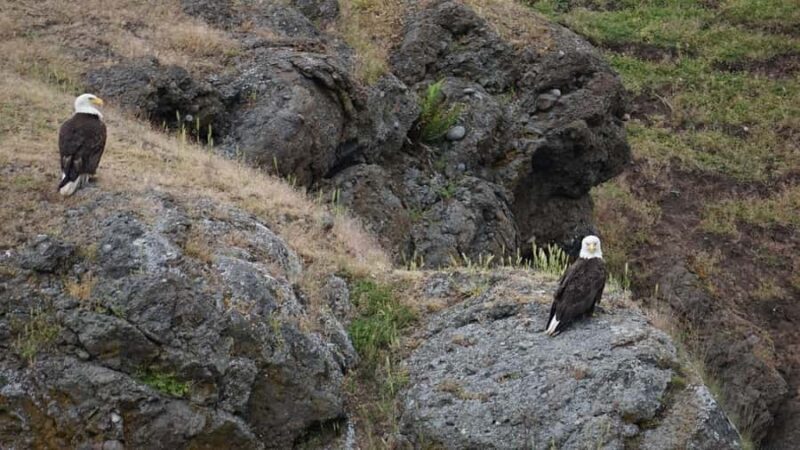 Anacortes: Whale and Orca Boat Tour near Seattle - Discover the Best Whale and Orca Boat Tour Near Seattle from Anacortes