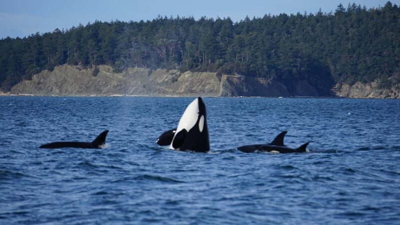Anacortes: Whale and Orca Boat Tour near Seattle - Key Points