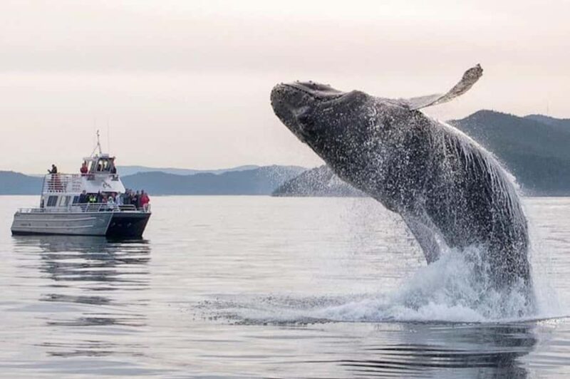 Anacortes: Whale and Orca Boat Tour near Seattle - What Marine Creatures Can You Expect to See?