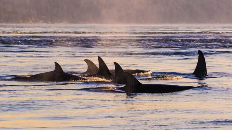 Anacortes: Whale and Orca Boat Tour near Seattle - The Crew and Guides: Knowledgeable and Engaging