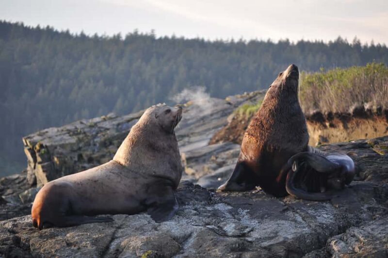Anacortes: Whale and Orca Boat Tour near Seattle - The Vessel: Comfort and Safety