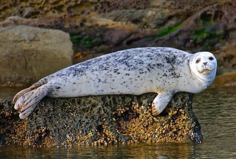 Anacortes: Whale and Orca Boat Tour near Seattle - Practical Tips for Your Whale Watching Trip