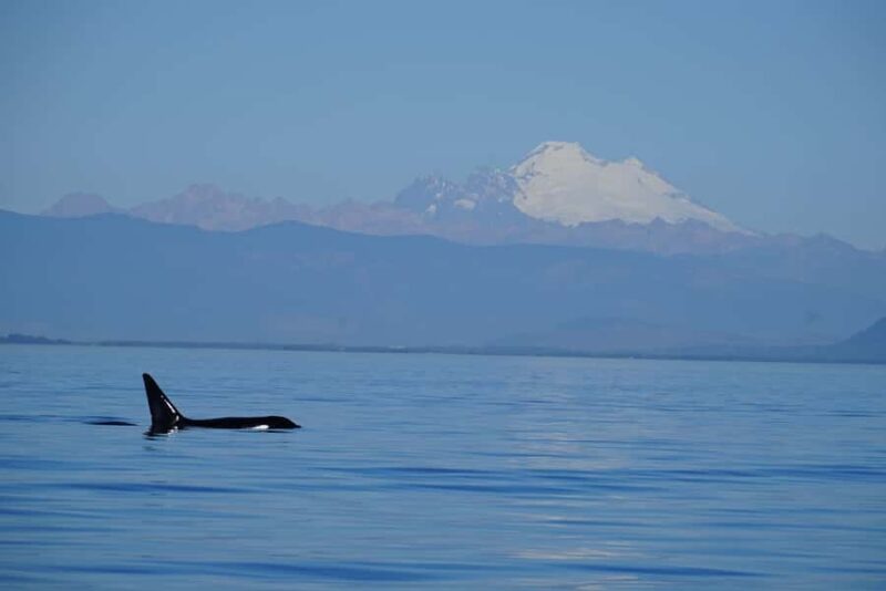 Anacortes: Whale and Orca Boat Tour near Seattle - What Sets This Tour Apart from Similar Options