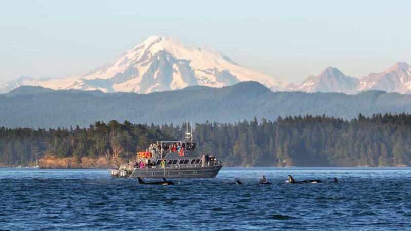 Anacortes: Whale and Orca Boat Tour near Seattle - The Sum Up: An Authentic and Accessible Whale Watching Experience Near Seattle