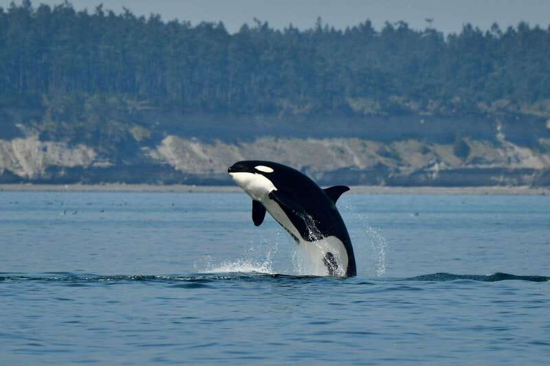 Anacortes: Whale Watching Adventure Tour Near Seattle - Discover the Excitement of Whale Watching Near Seattle for Only $149