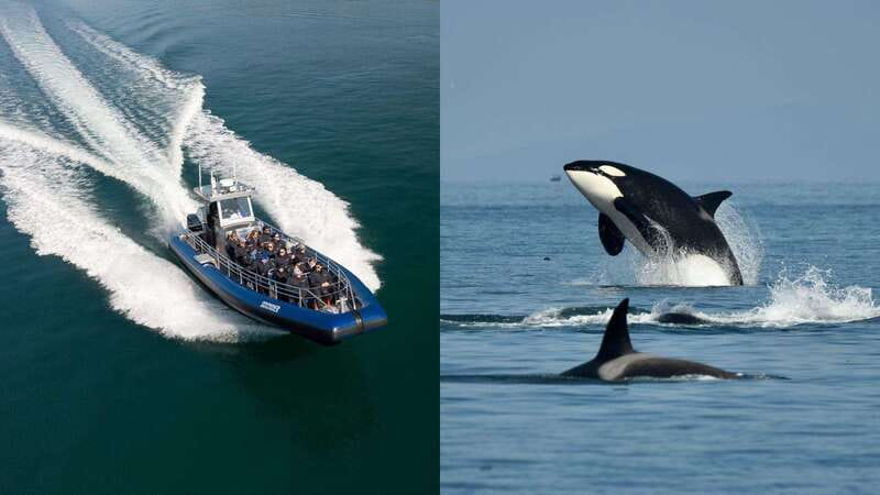 Anacortes: Whale Watching Adventure Tour Near Seattle - The Zodiac Vessel: Fast-Paced Wildlife Encounters and Great Views