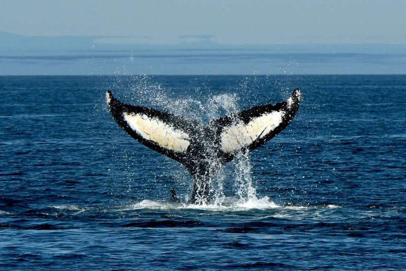 Anacortes: Whale Watching Adventure Tour Near Seattle - Practical Tips: Dressing for the Weather and Bringing Essentials