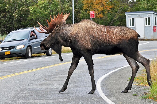 Anchorage City Tour and Highlights - Unique Stops: Moose Sightings and Scenic Photo Ops