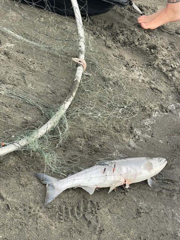 Anchorage discovery tour - Explore Anchorage in 1.5 Hours with a Focused Discovery Tour