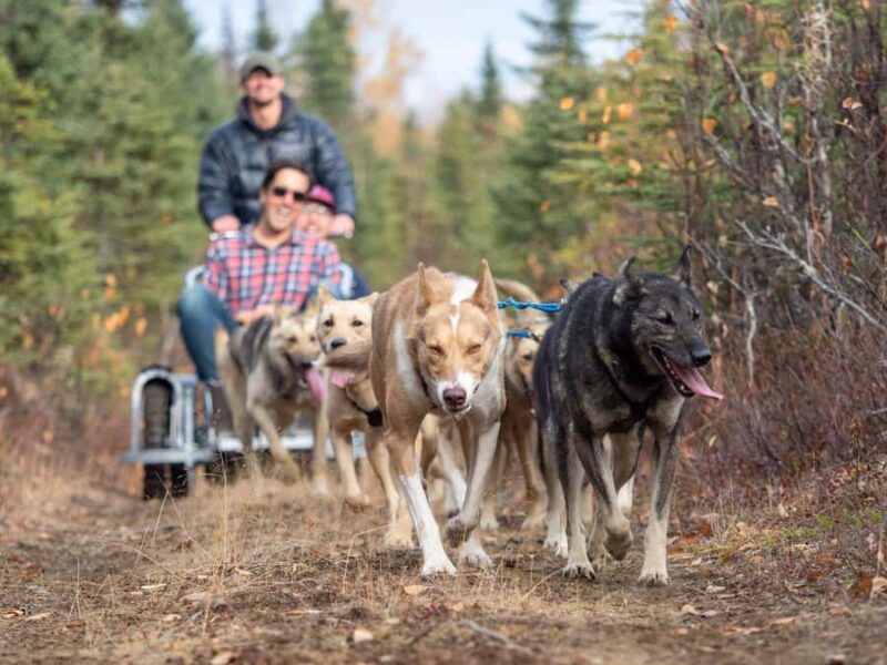 Anchorage: Dog Sled Ride in Willow with Transfers - Practical Tips for the Tour