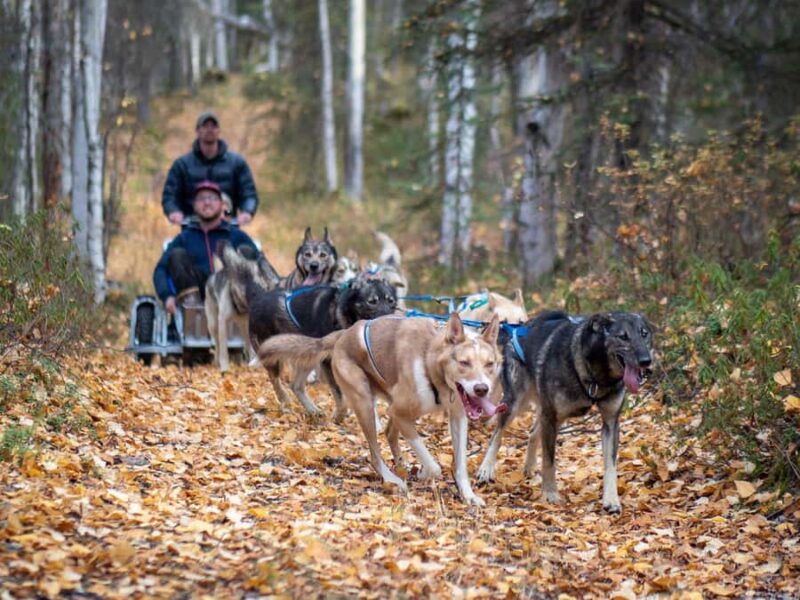 Anchorage: Dog Sled Ride in Willow with Transfers - Authenticity and Customer Satisfaction