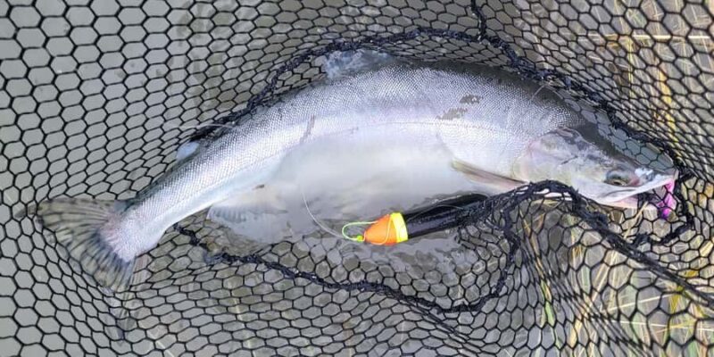 Anchorage: Full-day guided salmon fishing with Hotel Pickup - Key Points