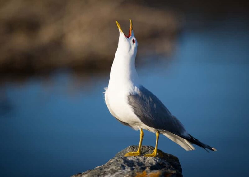 Anchorage: Glacier & Wildlife Discovery Tour (7-hours) - Scenic Drive along the Seward Parkway