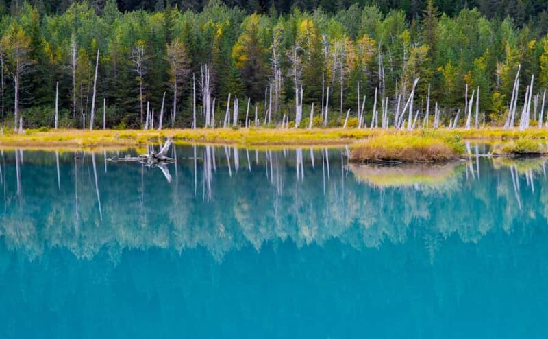 Anchorage: Glacier & Wildlife Discovery Tour (7-hours) - Portage Glacier and Portage Lake Cruise